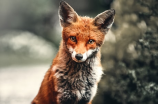 狐，生活在中国的貌美灵动之神