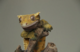 洛克王国蜥蜴：迷人的爬行动物